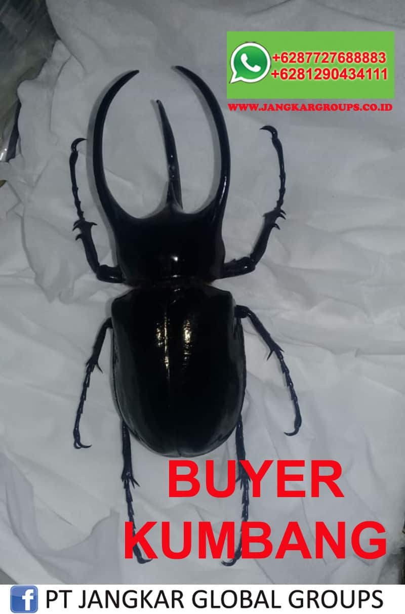Buyer Kumbang